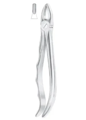 Upper laterals and canines