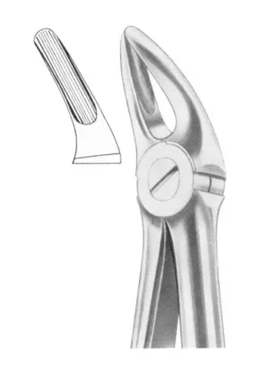 upper premolars and roots