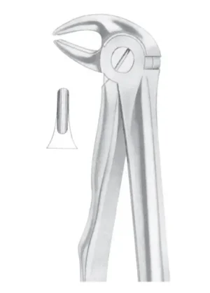 lower premolars for children