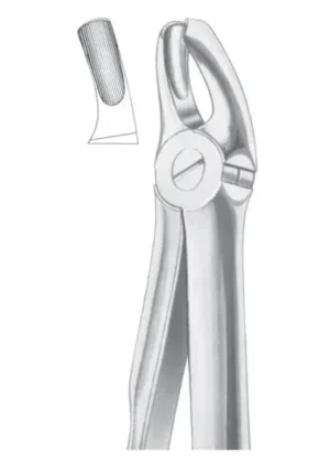Upper molars left