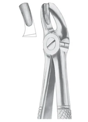 Upper molars, left