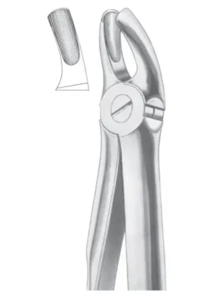 Upper molars