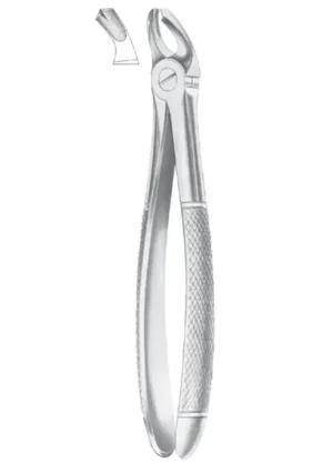 Upper third molars
