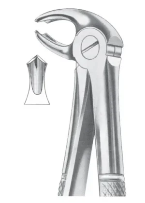 Lower molars