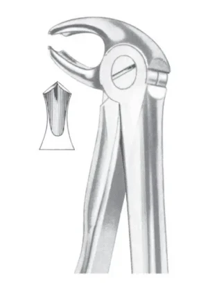 Lower molars