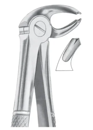 Lower molars right