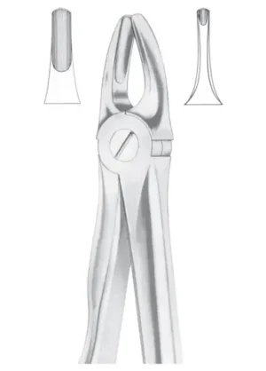 Upper incisors and canines