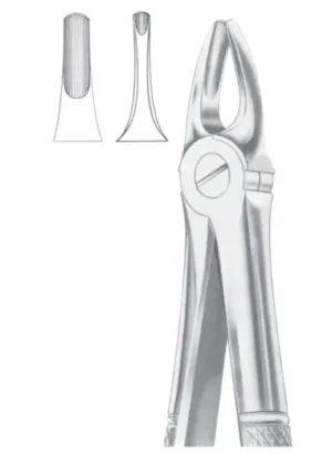 Upper incisors & canines