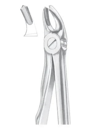 Upper molars for children
