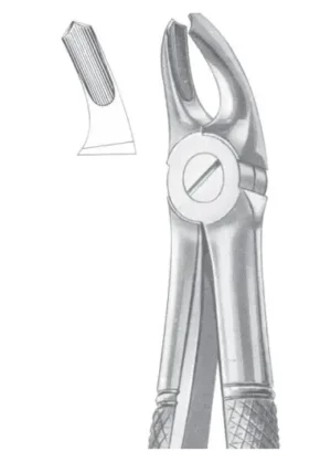 Upper molars for children