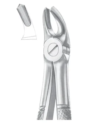 Upper molars right for children