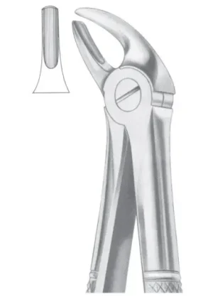 Upper incisors & canines