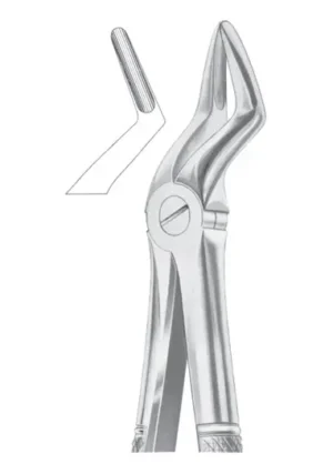 Upper roots