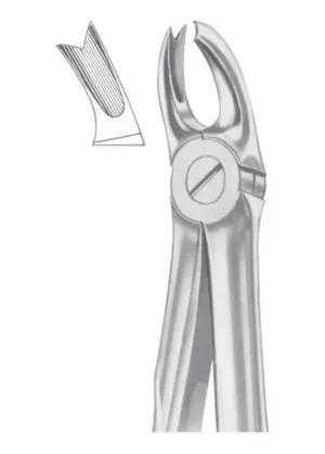 Upper molars left