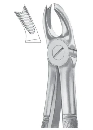 upper molars left