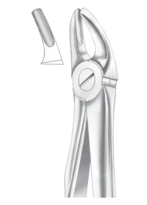 Upper premolars