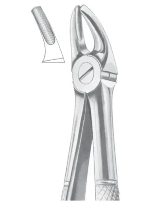 Upper premolars
