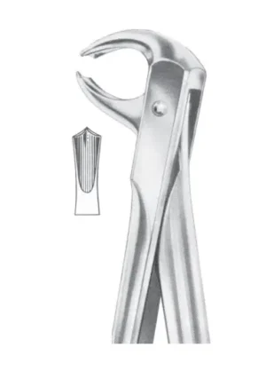 Lower molars