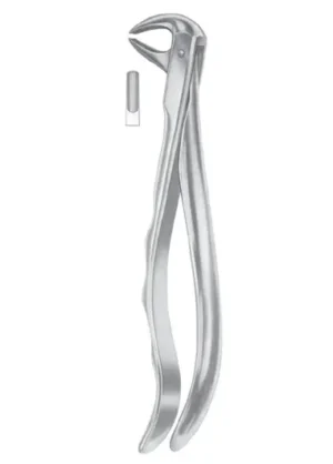 Lower premolars