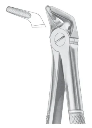Lower premolars
