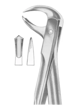 Lower molars