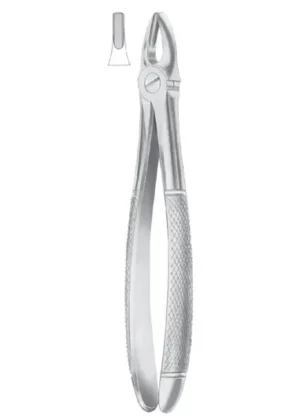Upper Centrals & Canines