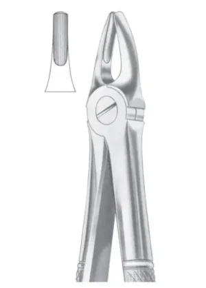 Upper Laterals & Canines