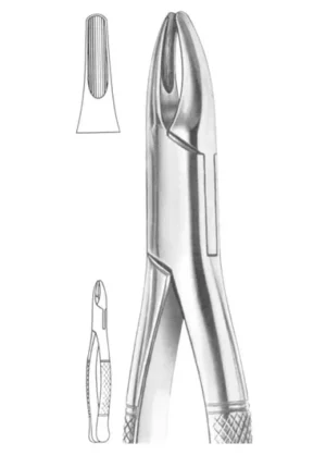 upper incisors and roots