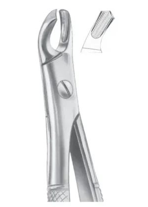 upper molars right