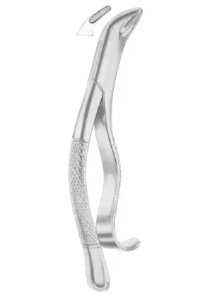 lower incisors, premolars