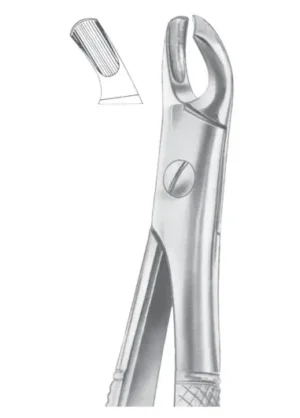 upper molars left