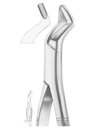 upper third molars