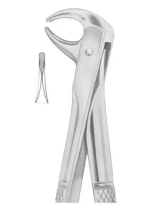 lower incisors