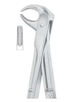 lower incisors