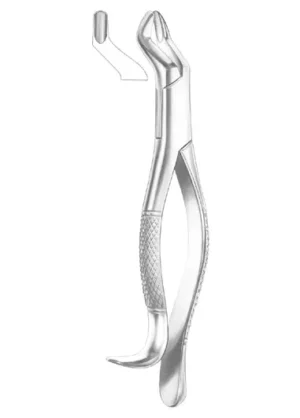 upper molars