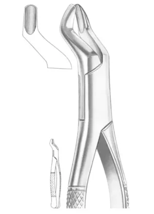upper molars