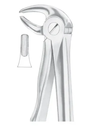 lower premolars
