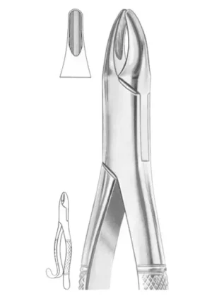 upper incisors
