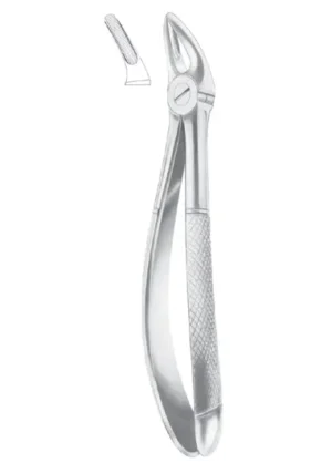 upper premolars and roots