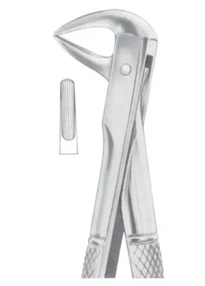 lower incisors and roots