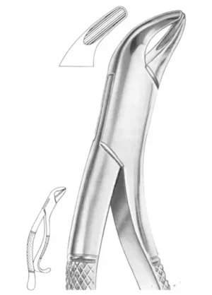 lower incisors