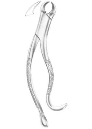 lower molars