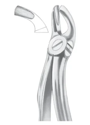 upper third molars