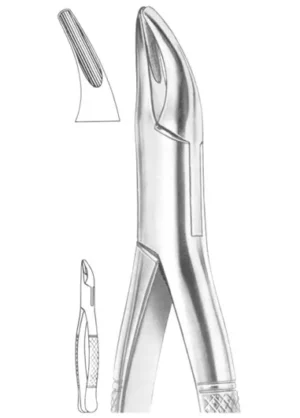 upper and lower roots
