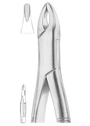 upper incisors, canines, premolars