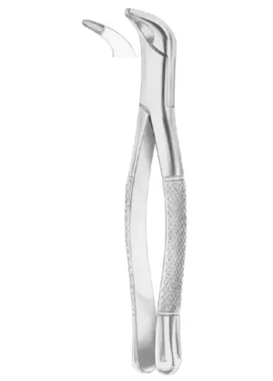 lower incisors and roots