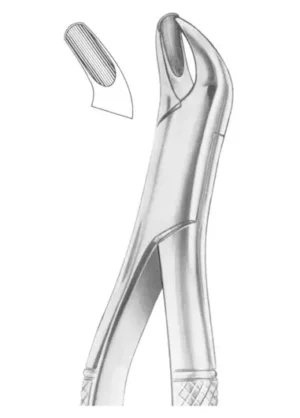 upper molars left
