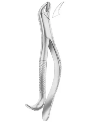 upper molars right