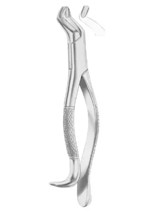 upper third molars