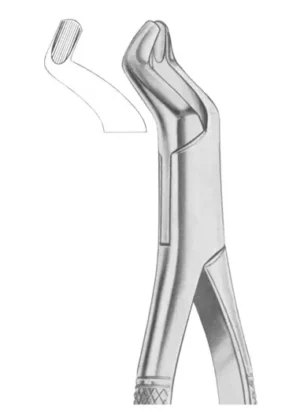upper third molars